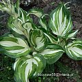 Hosta