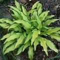 Hosta Kabitan