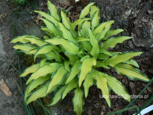 Hosta Kabitan