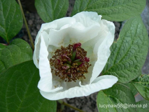 Paeonia obovata