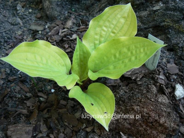 Hosta Fire Island