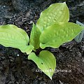 Hosta Fire Island