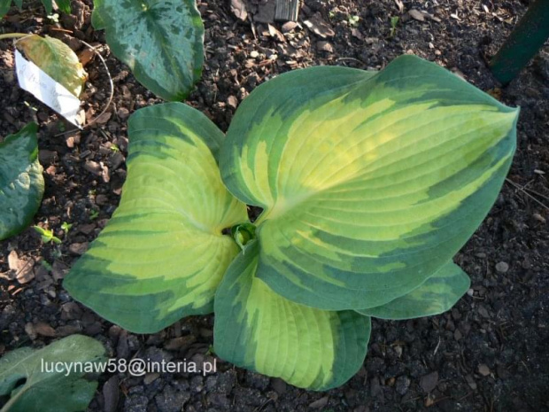 Hosta