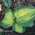 Hosta