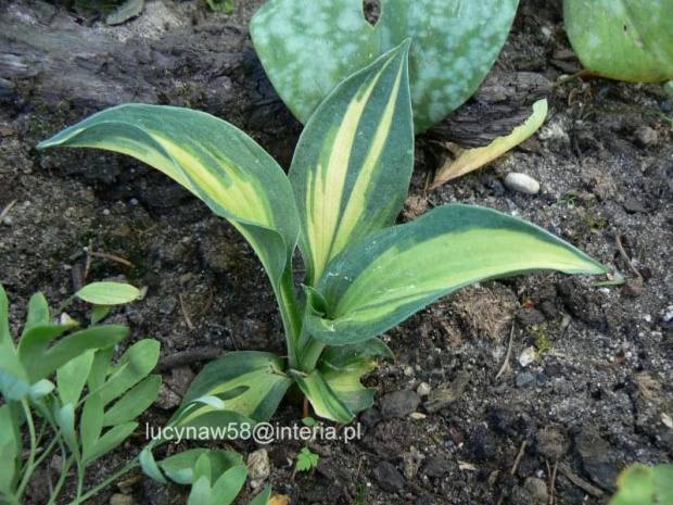 Hosta