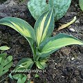 Hosta