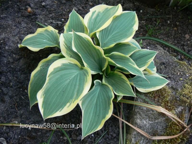 Hosta