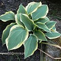 Hosta