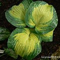 Hosta