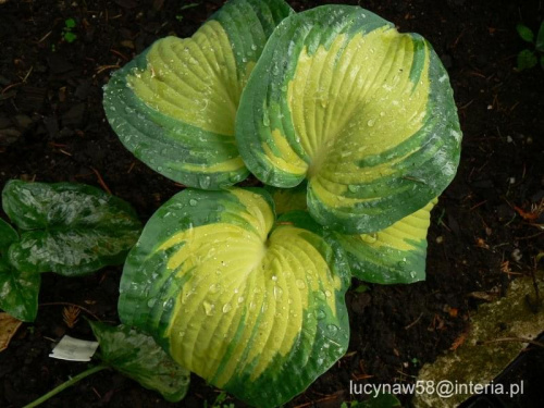 Hosta