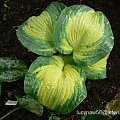 Hosta