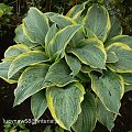 Hosta