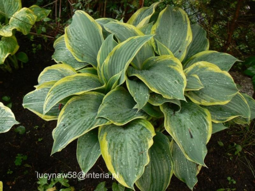 Hosta