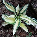 Hosta