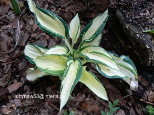 Hosta