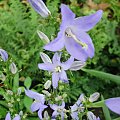 Campanula pyramidalis