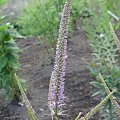 Veronicastrum virginicum 'Fascination'