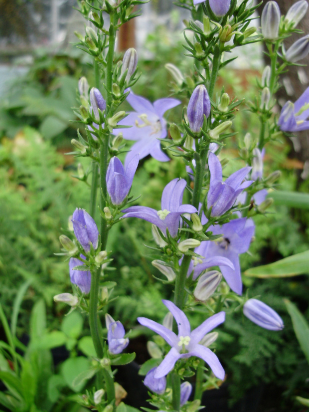 Campanula pyramidalis