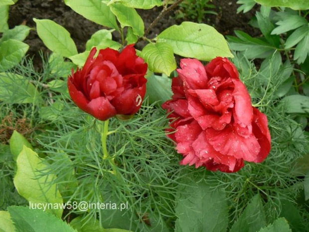 Paeonia tenuifolia flore plena