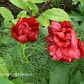 Paeonia tenuifolia flore plena