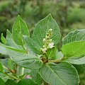 Polygonum kohil