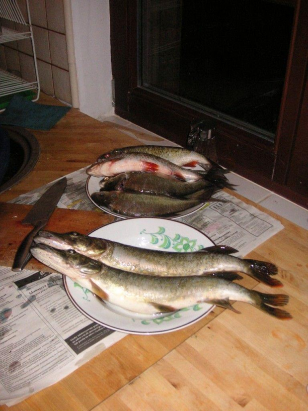 Ryby - złowione przez Stasia