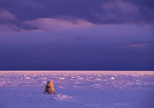 Wild world winter