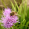 Pszczoła miodna #owady #zwierzęta #fauna #natura #przyroda #zoologia #pszczoła