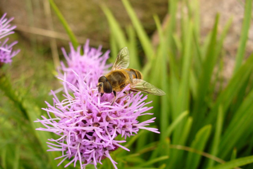 Pszczoła miodna #owady #zwierzęta #fauna #natura #przyroda #zoologia #pszczoła