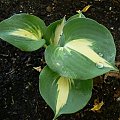 Hosta