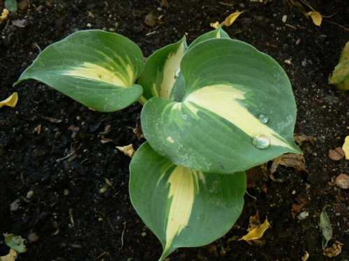 Hosta