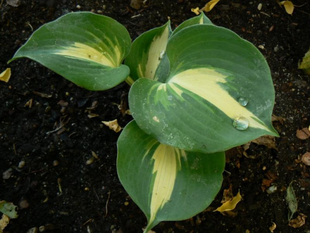 Hosta