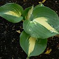 Hosta