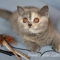 Dune Agilis Cattus*Pl