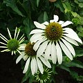 Echinacea purpurea 'Alba'