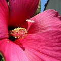 Hibiscus moscheutos