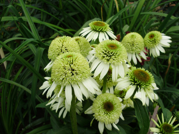 Echinacea 'Coconut Lime'