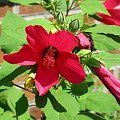 Hibiscus moscheutos