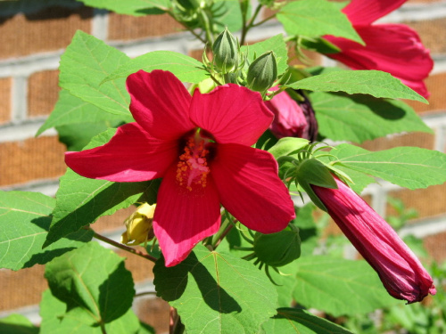 Hibiscus moscheutos