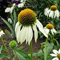 Echinacea