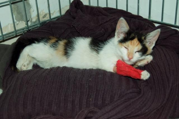 Była dzika, ale nie miała sił się bronić. Pod czerwonym bandażem ukryty wenflon. #kot