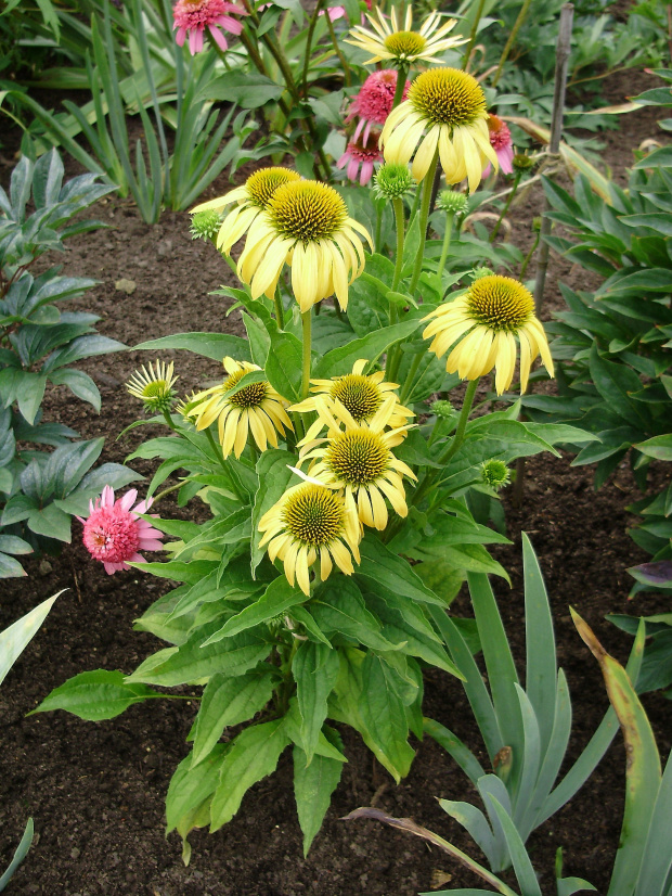 Echinacea 'Harvest Moon'