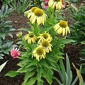 Echinacea 'Harvest Moon'