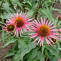 Echinacea