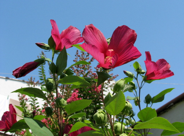 Hibiscus moscheutos