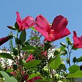 Hibiscus moscheutos