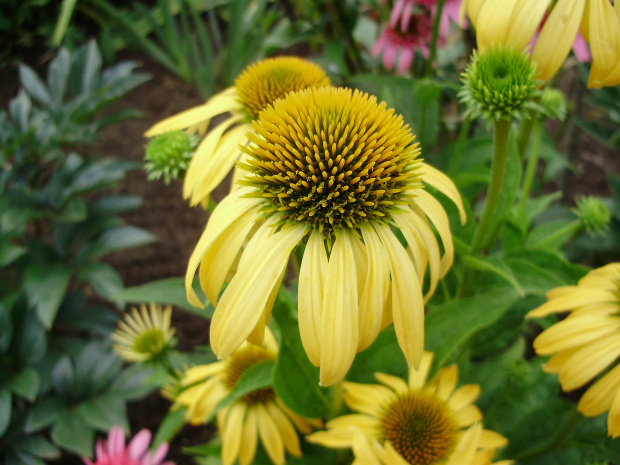 Echinacea 'Harvest Moon'