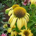 Echinacea 'Harvest Moon'