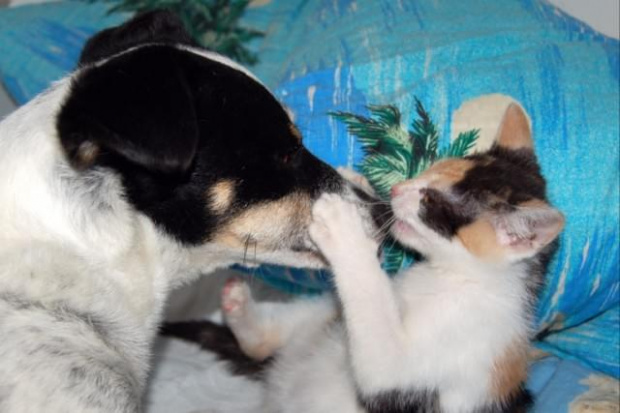 Szila całowała prosto w nos. #kot