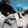 Szila całowała prosto w nos. #kot